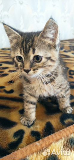 Котёнок в добрые ручки