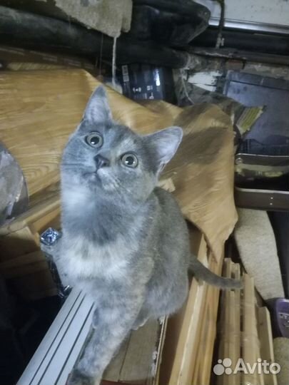 Кошка в добрые руки