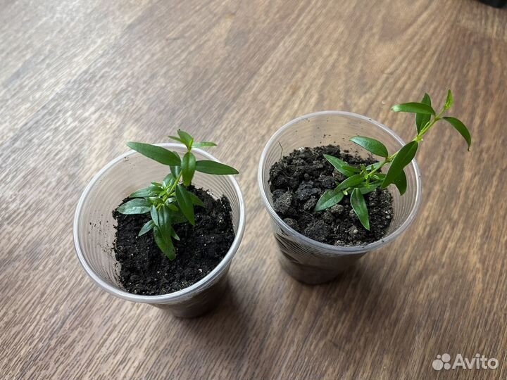 Панданус пальма, драцена, мирт