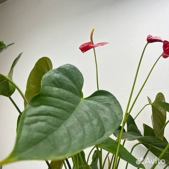 Антуриум Андре