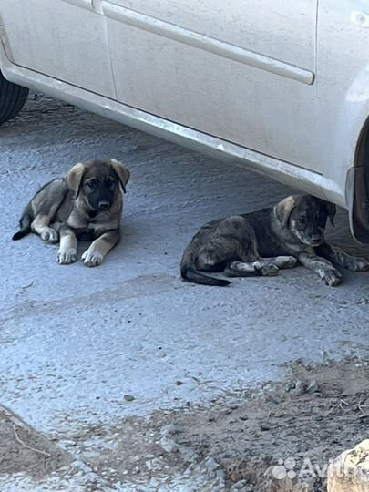 Щенки бесплатно