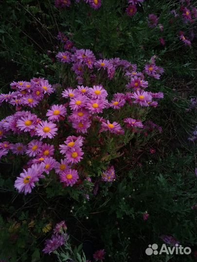 Дубки. Саженцы