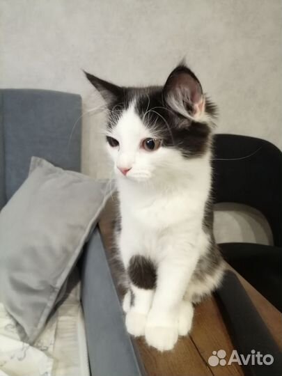 Котенок сибирской кошки