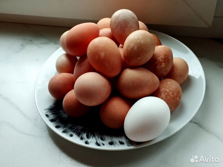 Домашние яйца цесарки