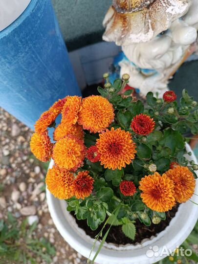 Хризантема