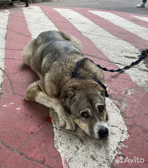 Собака в добрые руки отдам бесплатно