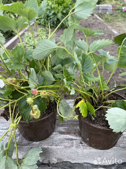 Рассада земляника садовая, под зиму