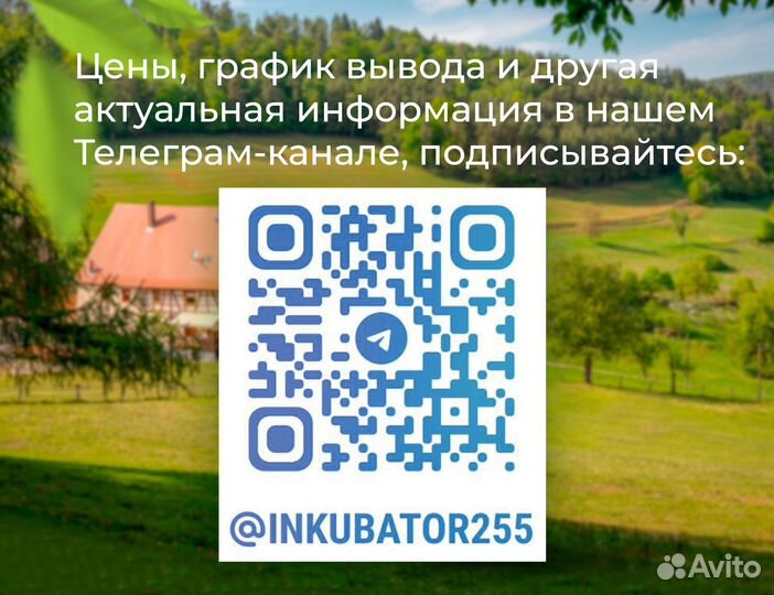 Утята Стар 53