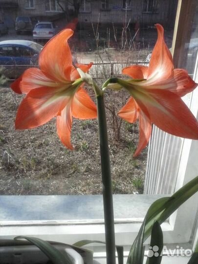 Амариллис, Гиппеаструм лилия комнатная