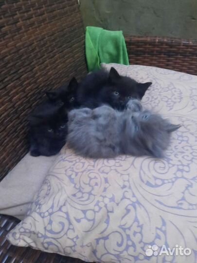 Котята. Отдам в дар