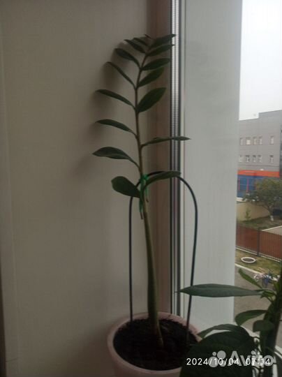 Замиокулькас