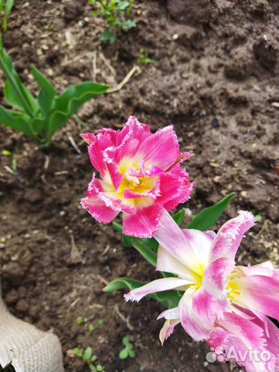 Луковицы тюльпанов