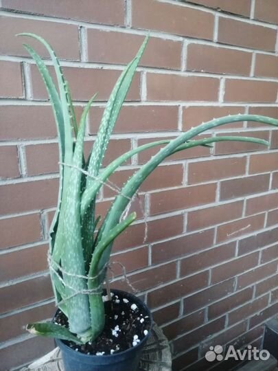 Алоэ Вера лечебный