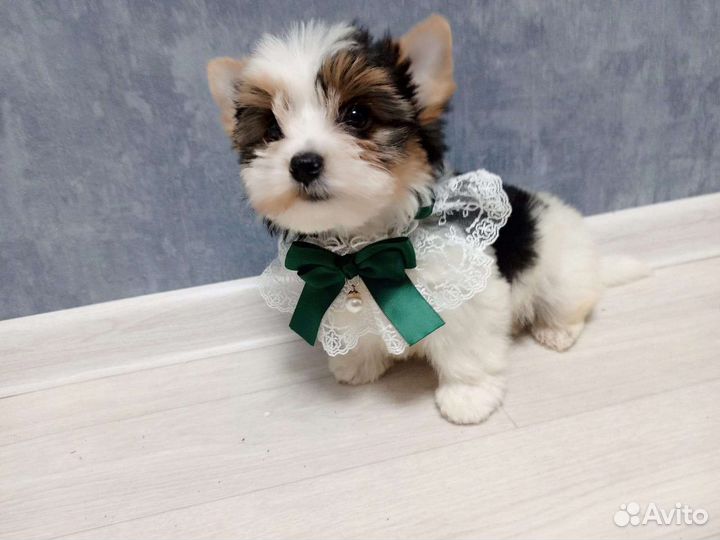 Йоркширский терьер