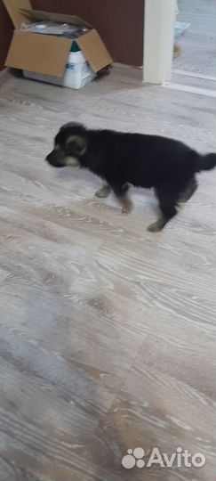 Немецкая овчарка