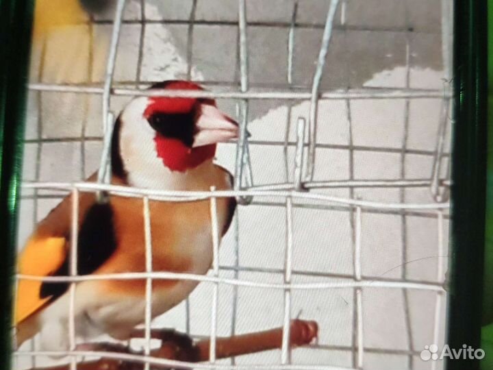 Птица щегол седоголовый шеглы