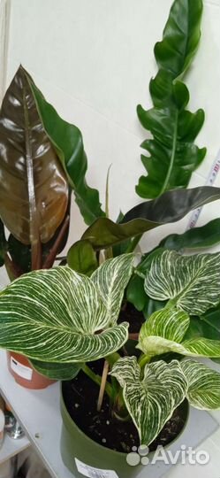 Комнатные растения