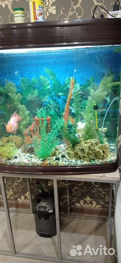 Аквариум с рыбками