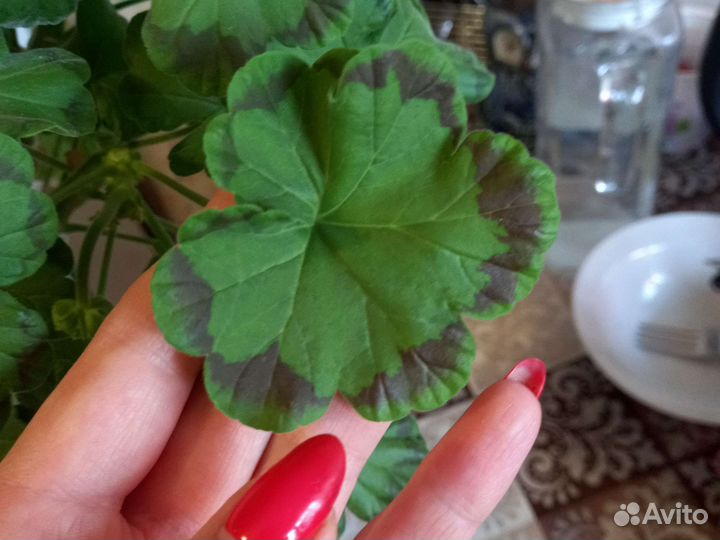 Пеларгония герань лили Кокетка куст 2г