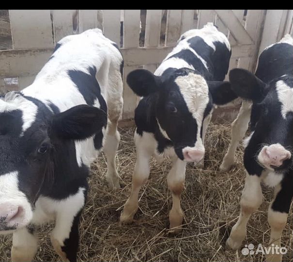 Быки бычки телята