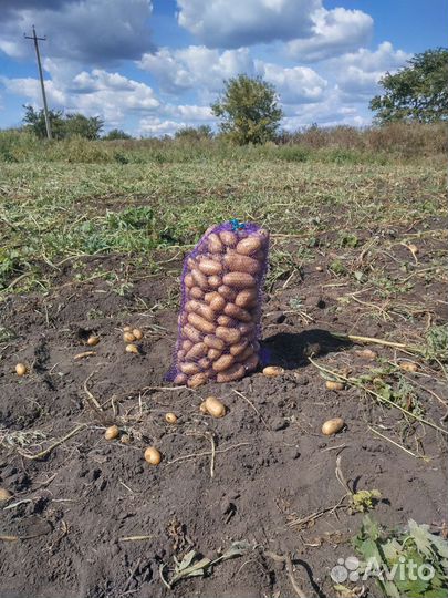 Продам картофель с бесплатной доставкой
