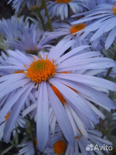 Ромашка сиреневая