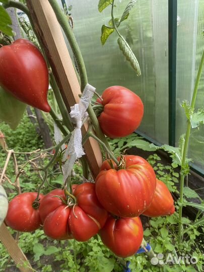 Семена коллекционных сортов томатов