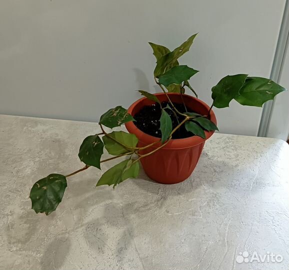 Циссус (березка )