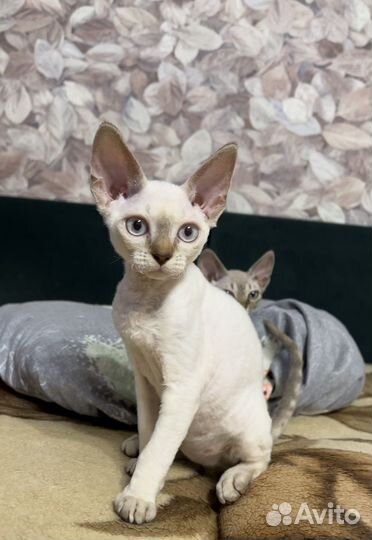 Котята девон-рекс