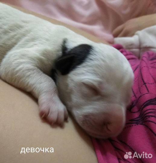 Хвостики от долматина