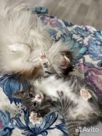 Котенок ищет дом