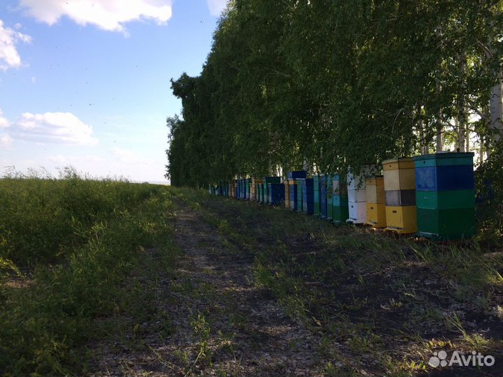 Мед натуральный со своей пасеки