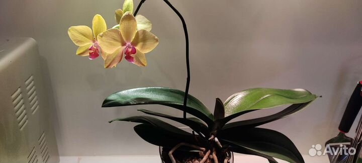 Орхидея