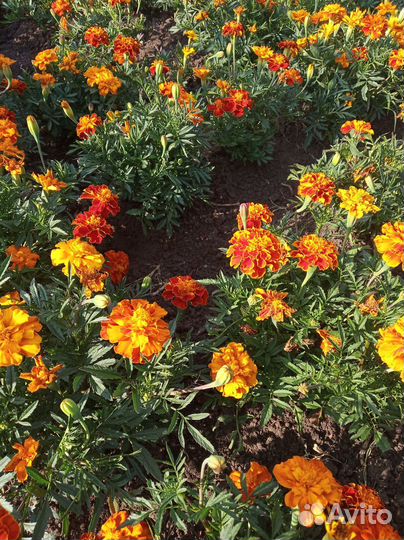 Бархатцы семена
