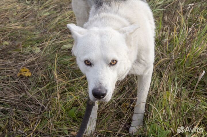 Собака в добрые руки мальчик молодой