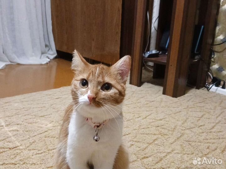 Кошка в добрые руки бесплатно