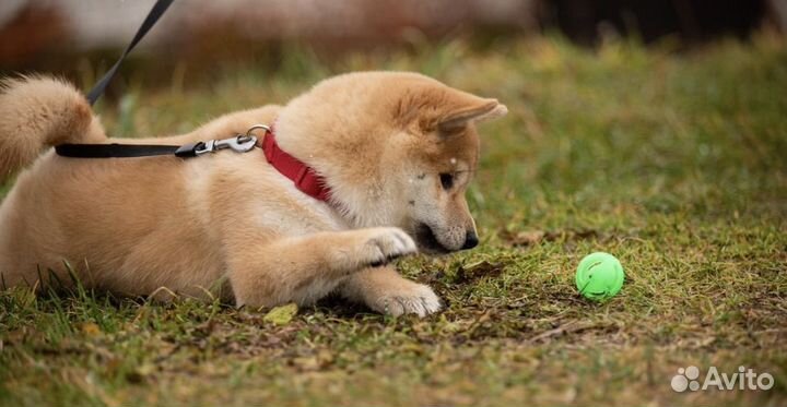 Шикарные девочки Сиба ину малышки РКФ