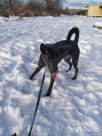 Собака в добрые руки