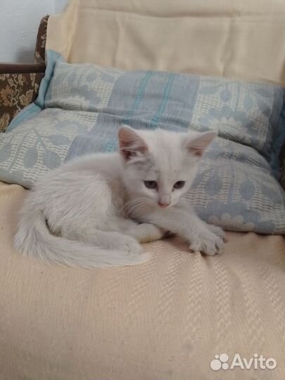 Котёнок белый, рыжий