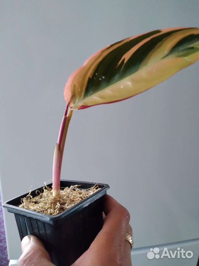 Филодендрон розовая принцесса