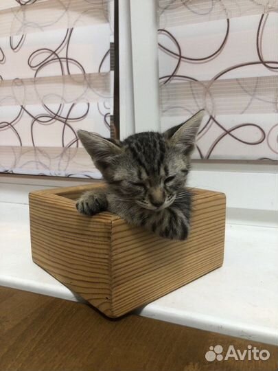 Отдам котенка в добрые руки
