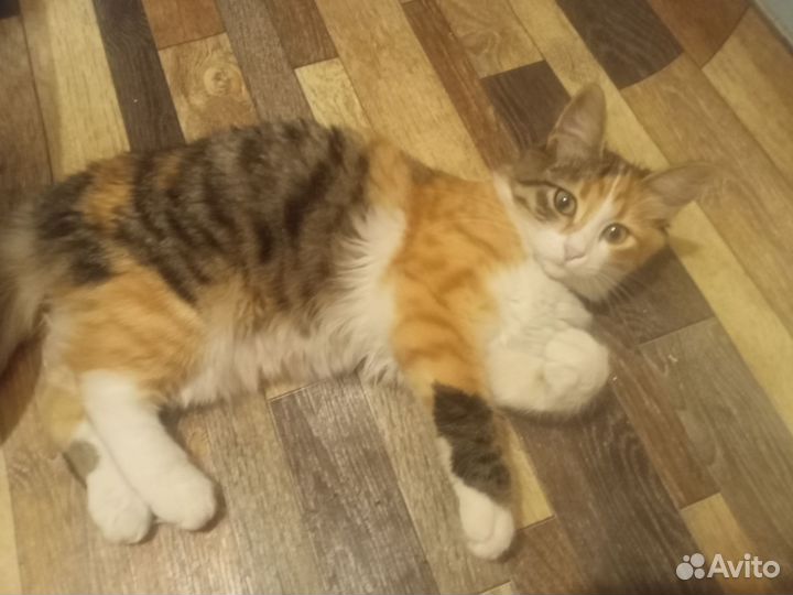 Трёхцветная кошка