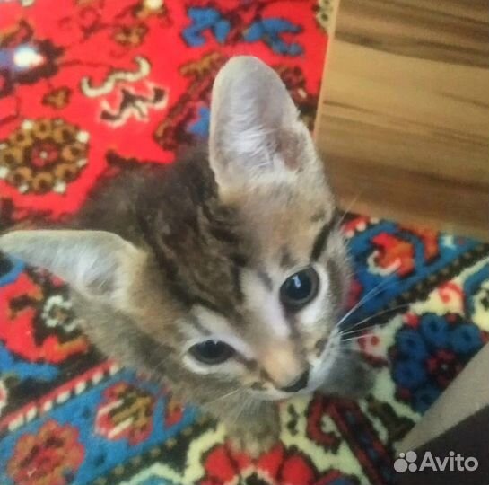 Котята ищут дом