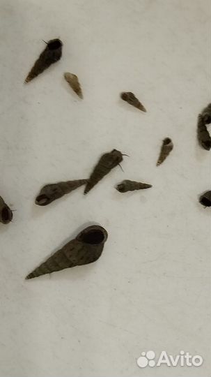 Улитки аквариумные