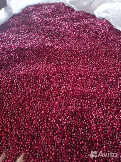 Продам клюкву