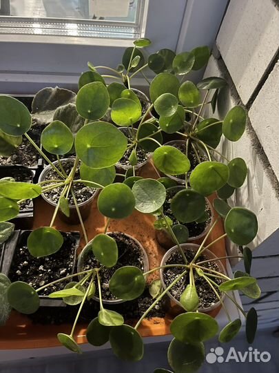 Пилея пеперомиевидная