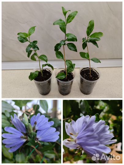 Разные растения, цветущие, суккуленты