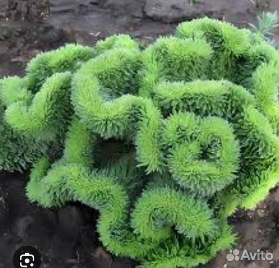 Очиток отогнутый Кристатум