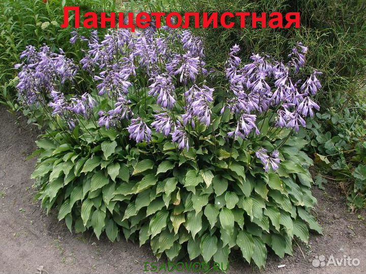 Хоста декоративная