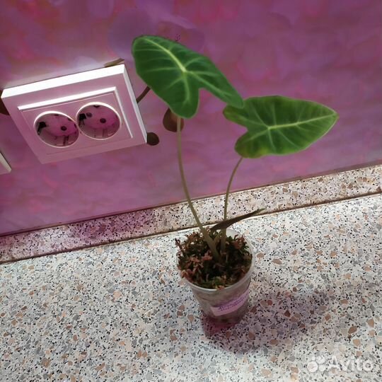 Алоказия детки и клубни